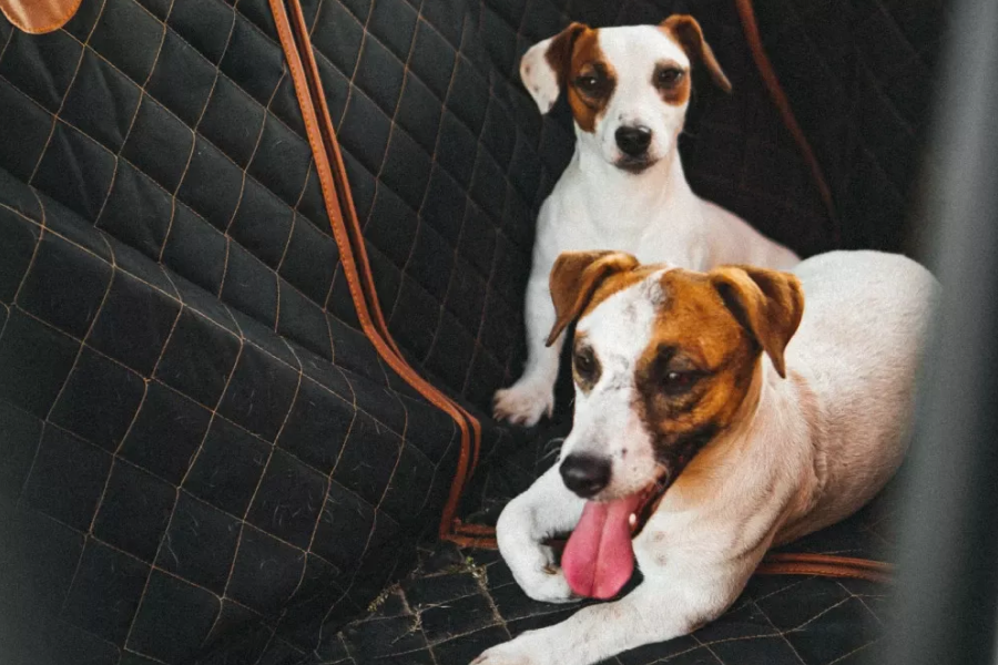 Dog Car Seat Cover