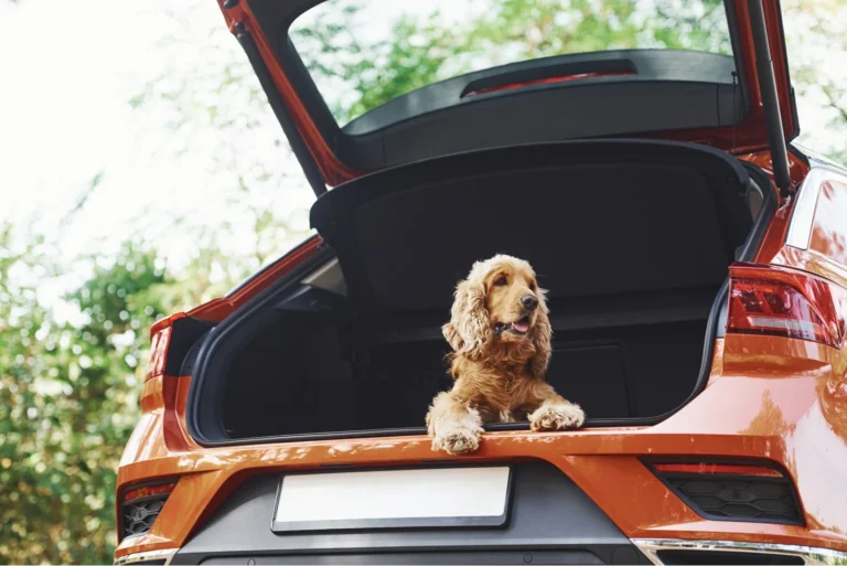 Dog Car Seat Cover